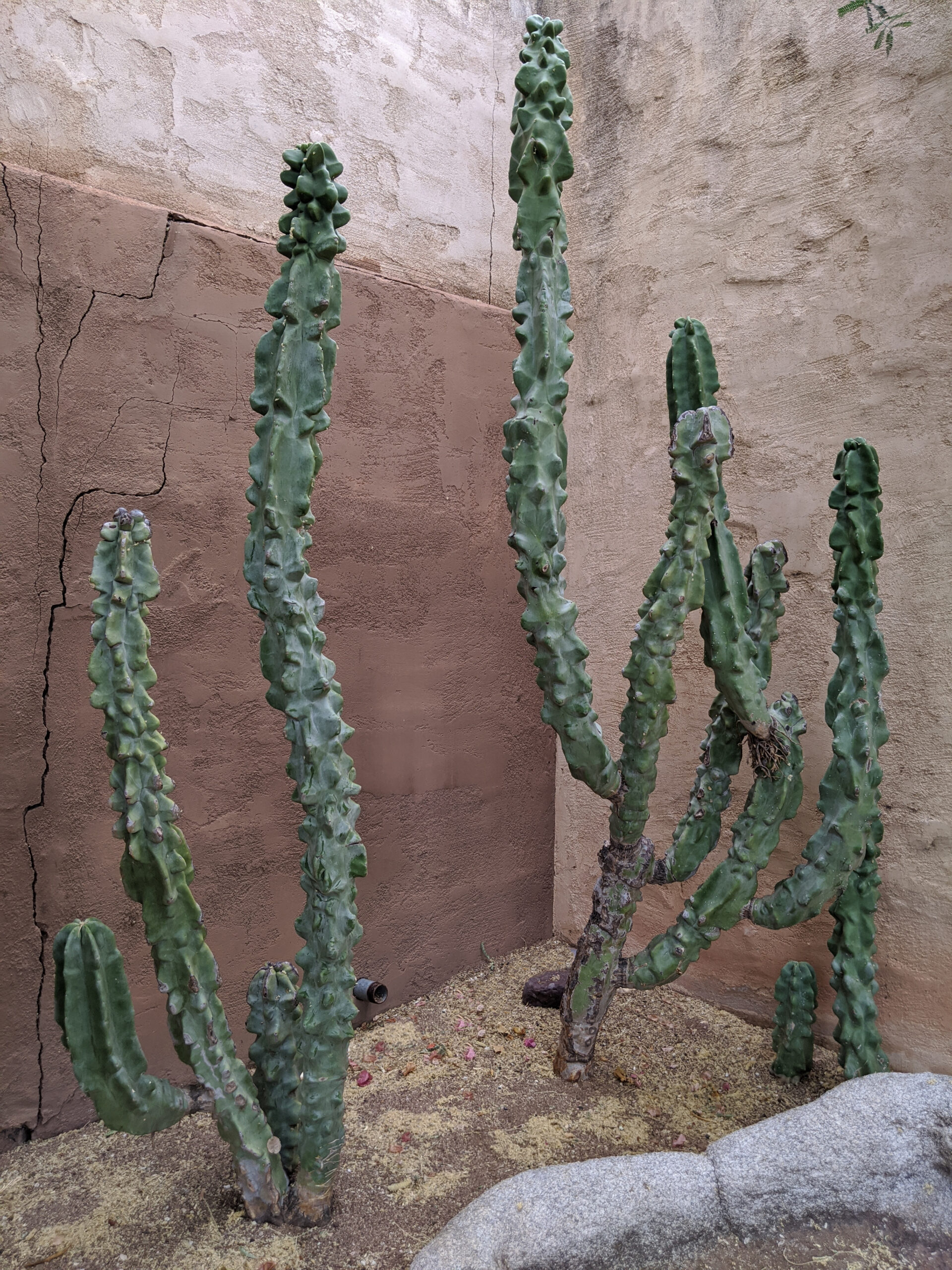 Pachycereus schottii monstrosus