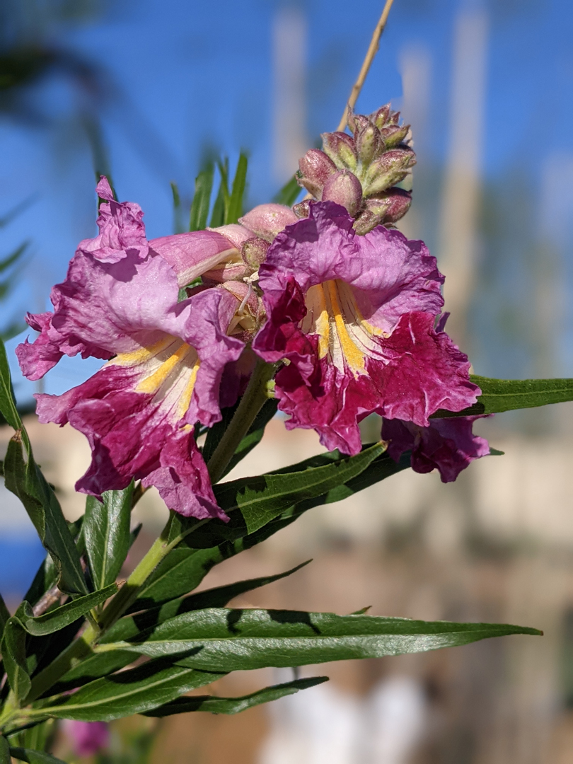 Chilopsis linearis flower