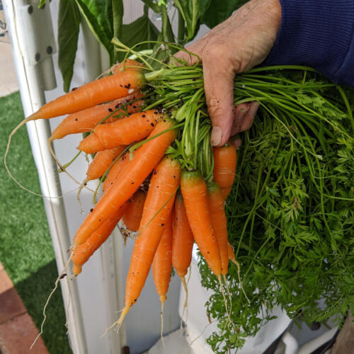 hydroponic-carrots