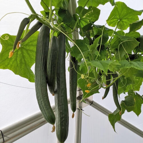 hydroponic-cucumbers