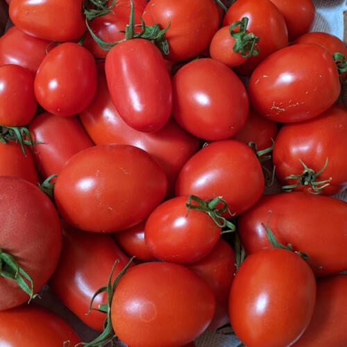 hydroponic-tomatoes